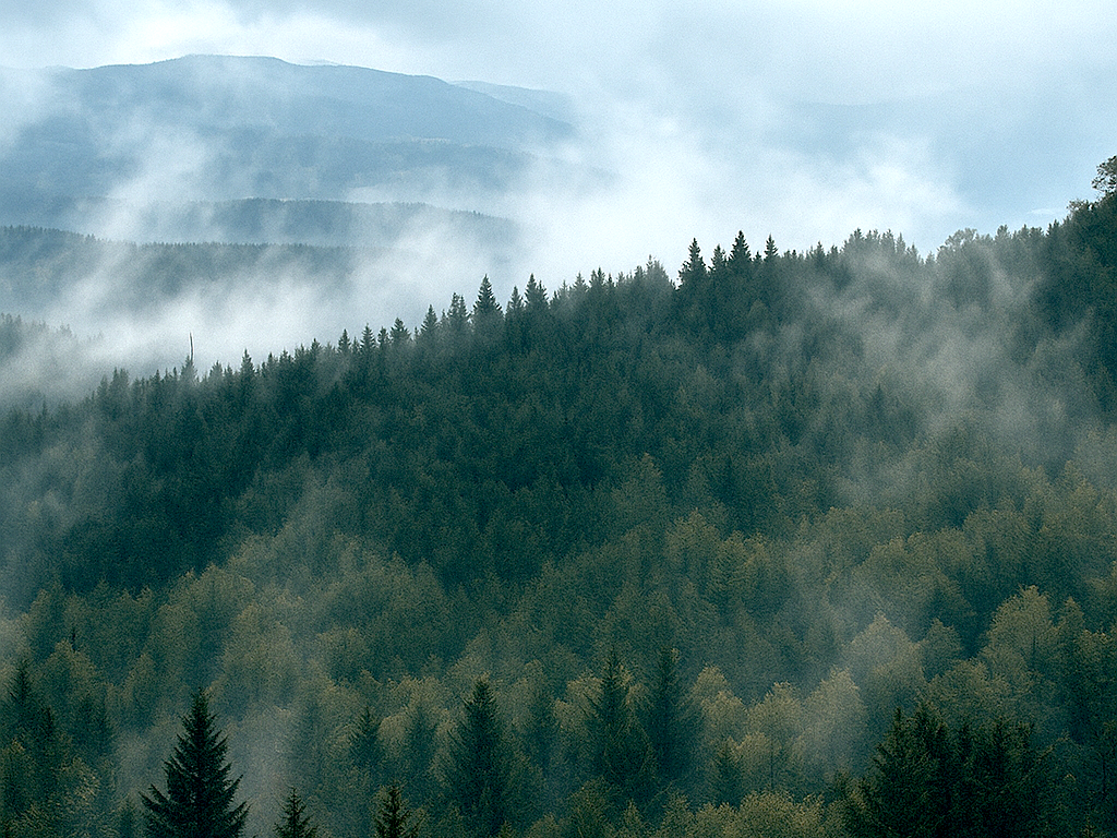 The Dark Forest