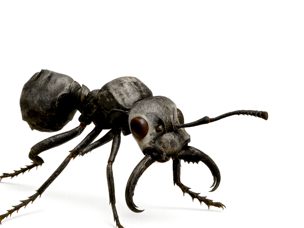 Ant (Giant)
