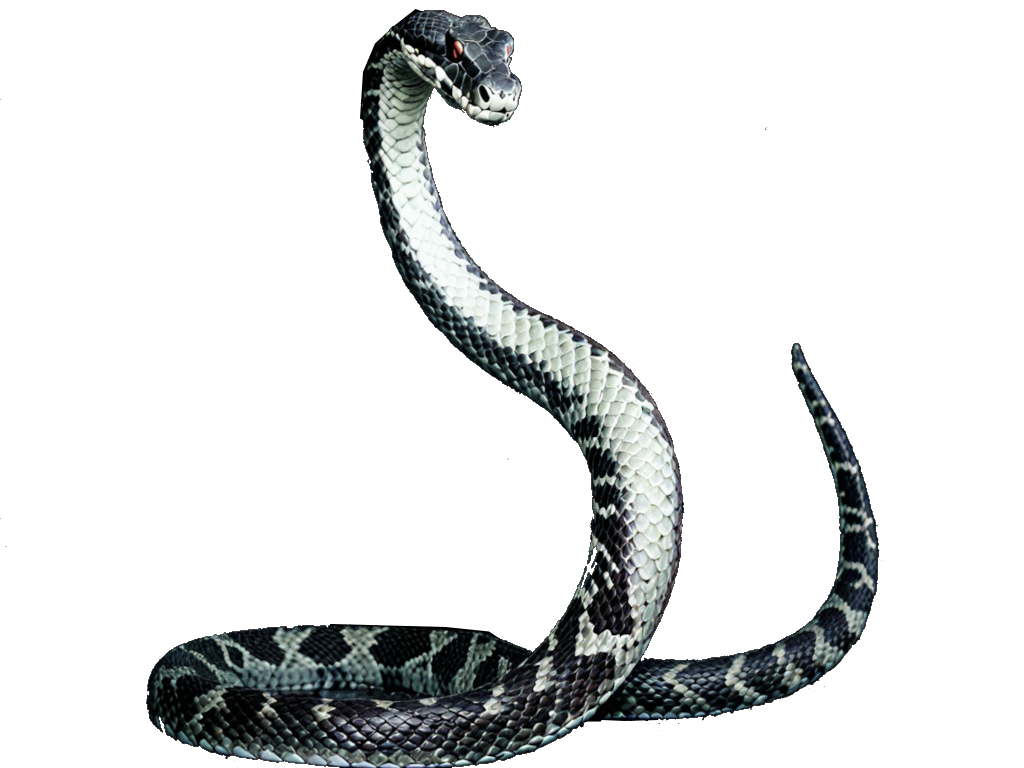 Snake (Giant)
