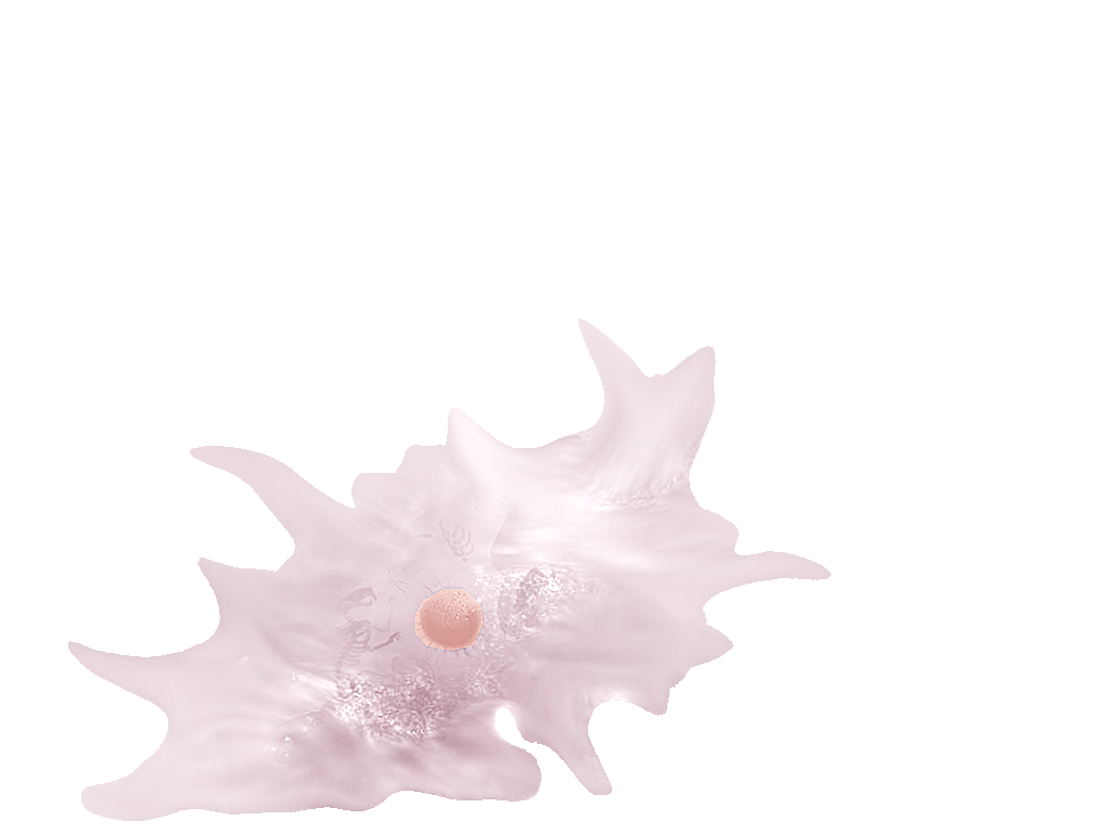 Amoeba (Giant)