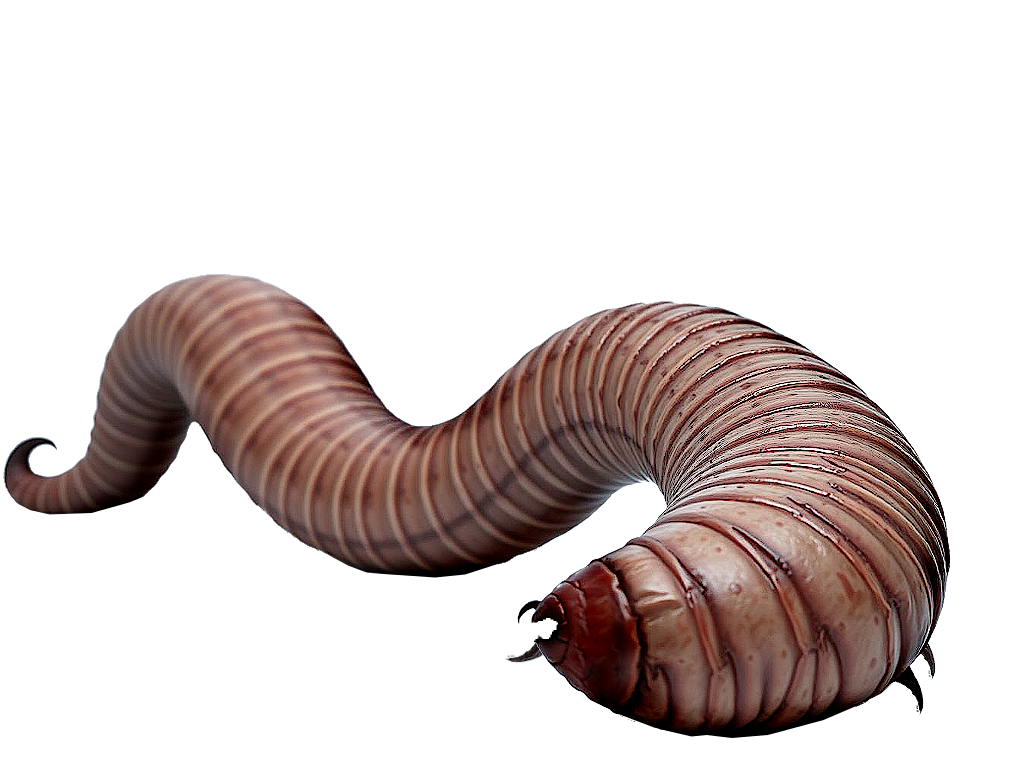 Worm (Giant)